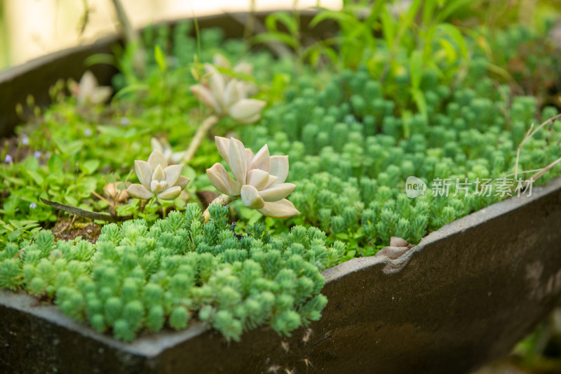 美丽庭院门口种植的多肉