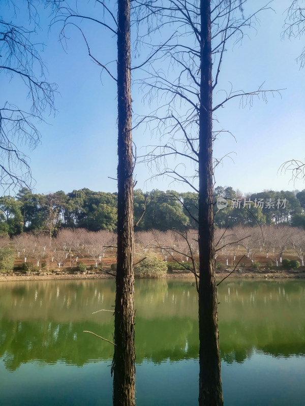 秋天枯黄植物水杉摄图