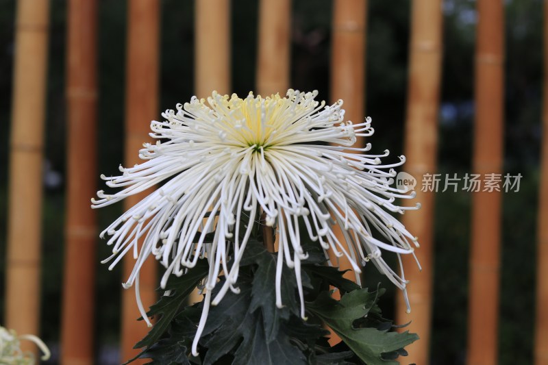 白色菊花 线菊 丝菊 黄色菊花 