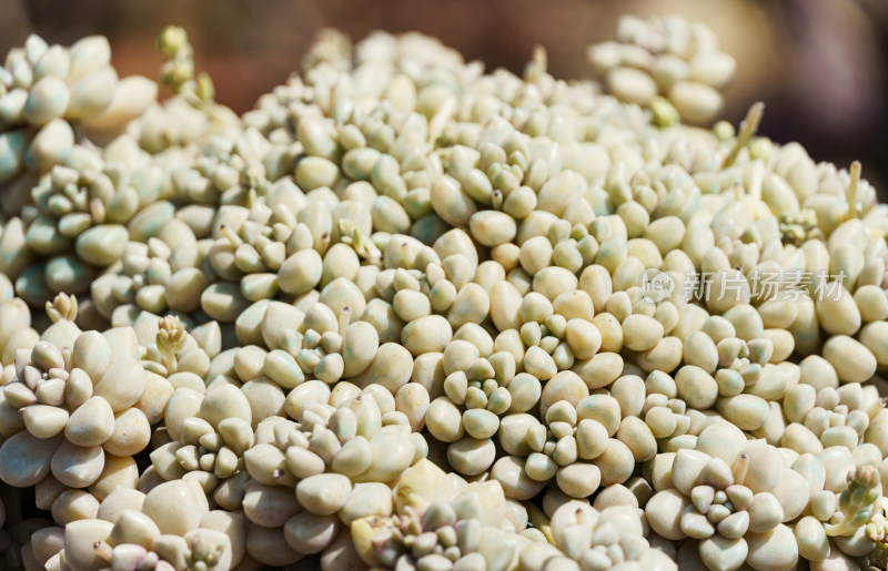 微距特写多肉植物