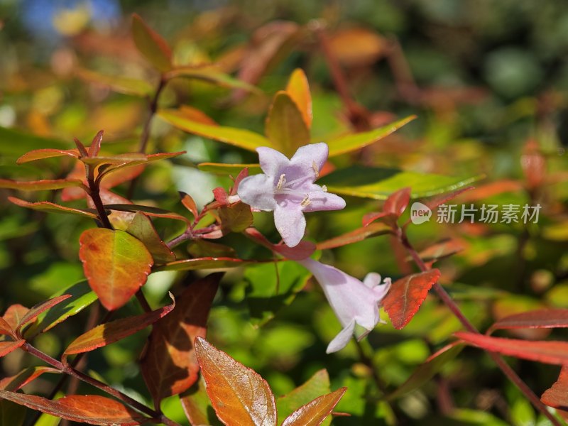 盛开的淡粉色花朵