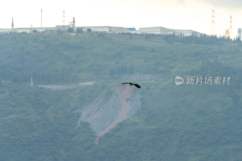 山林上空展翅飞翔的鸟儿