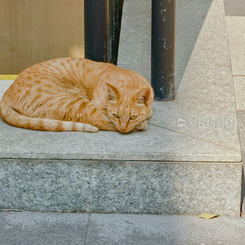 路边的橘猫