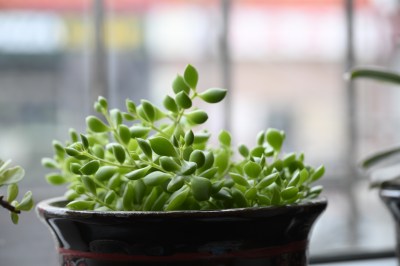 多肉绿植特写