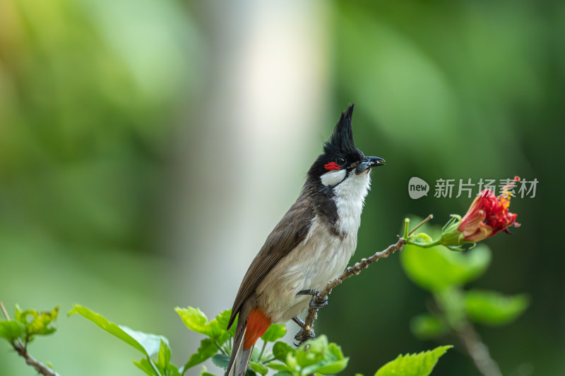 栖息在枝头上的红耳鹎