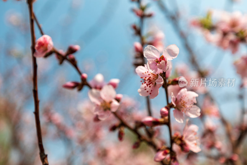 春季桃花开花特写