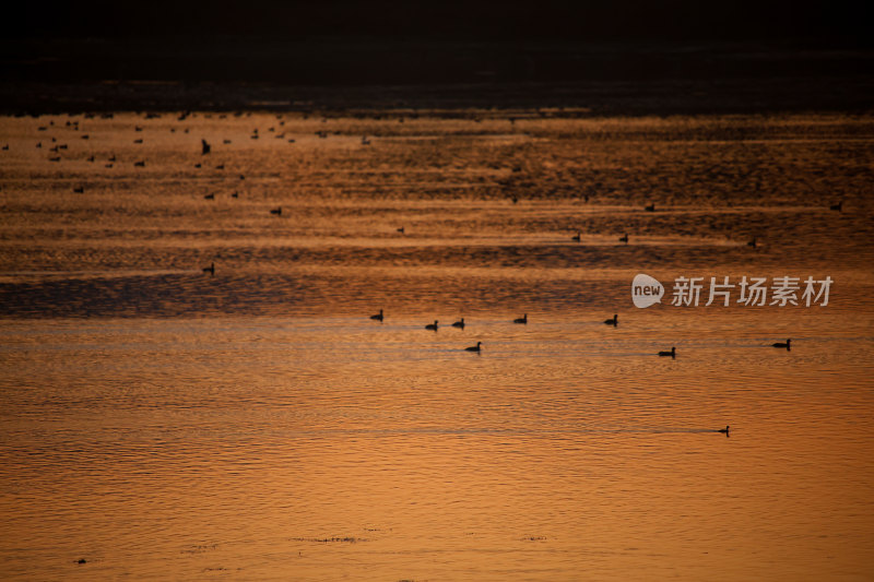 夕阳下水面上的鸟群晚霞