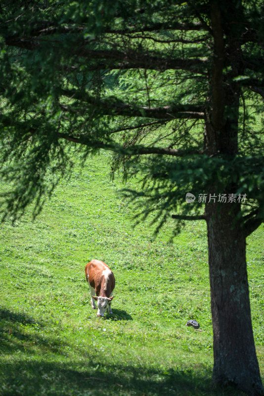 阳光下的草原牧场