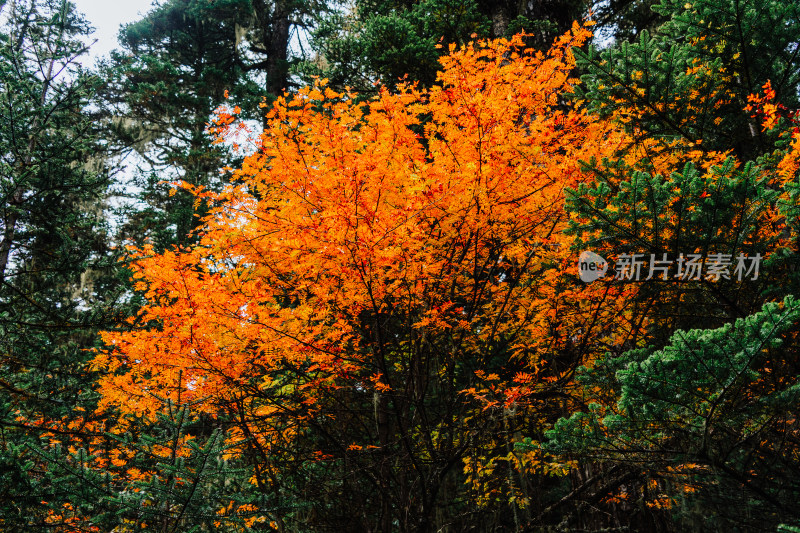 迪庆藏族自治州哈巴原始森林