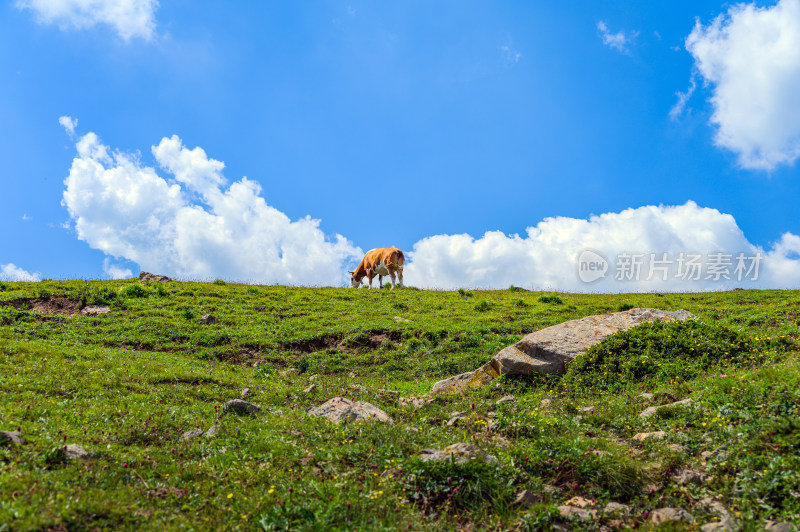 夏季蓝天白云绿色高山草甸牧场牛吃草