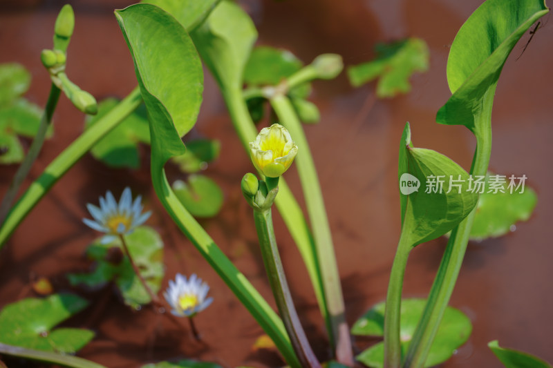 开花植物黄花蔺