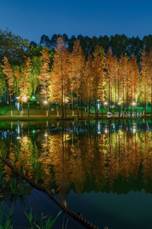 佛山千灯湖南海活水公园落羽杉红叶夜景灯光