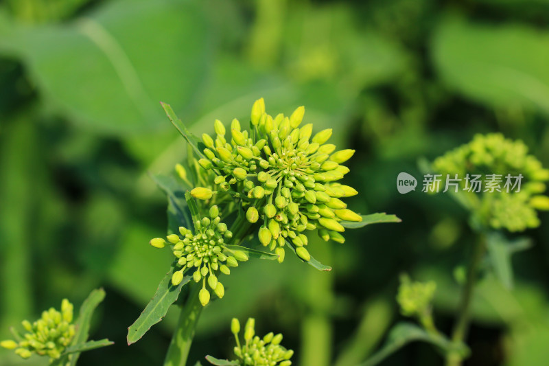 春天的油菜花蕾