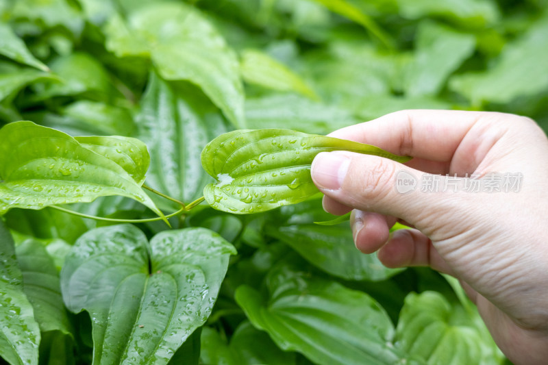 工作人员检查中药材百部的药材种植研究