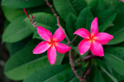 一朵雨中盛开的红鸡蛋花