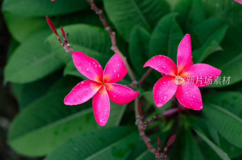 一朵雨中盛开的红鸡蛋花