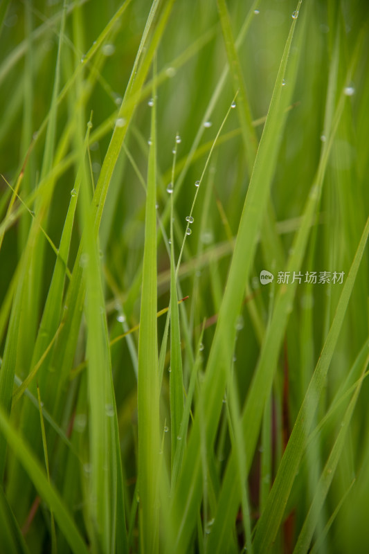 绿草水珠