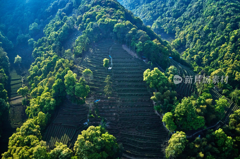 杭州九溪烟树