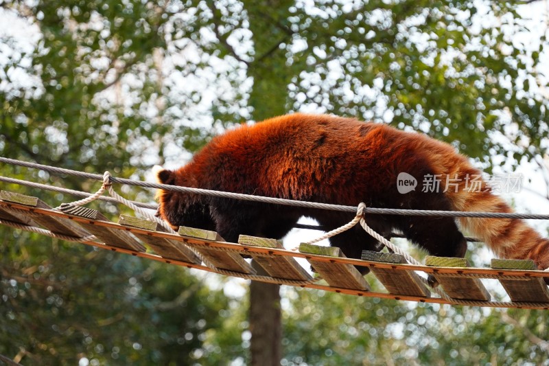 小熊猫动物