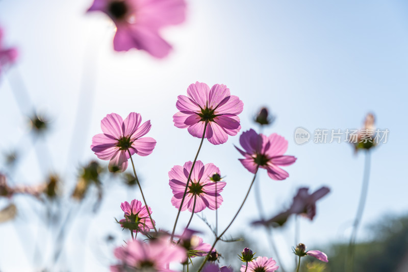 日出格桑花特写