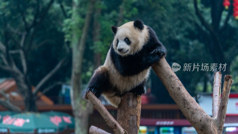 爬树的大熊猫