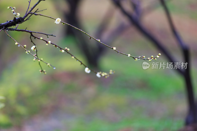 雨中的唯美梅花 带水滴水珠的梅花盛开