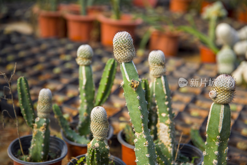 花花草草仙人植物