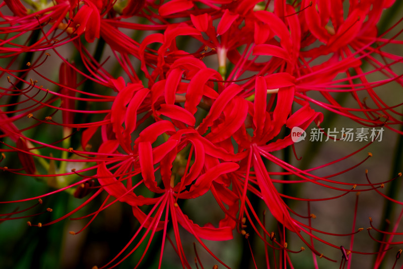 草丛中，盛开的彼岸花特写