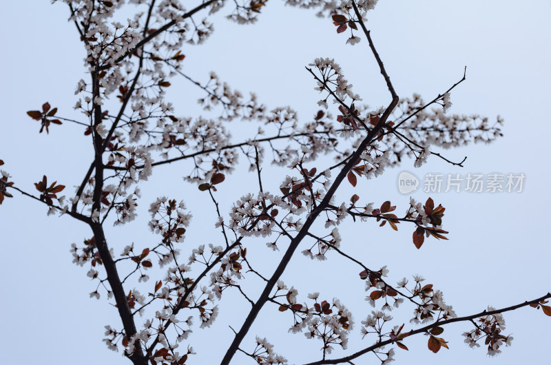 春天紫叶李花花树