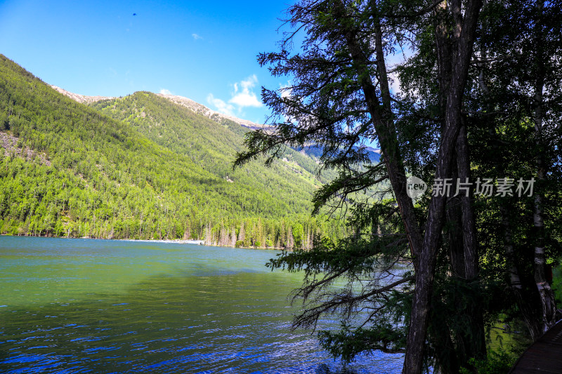 新疆阿勒泰喀纳斯森林河流自然风景旅游