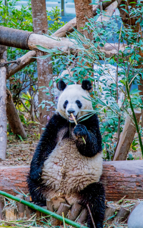 成都大熊猫繁育基地