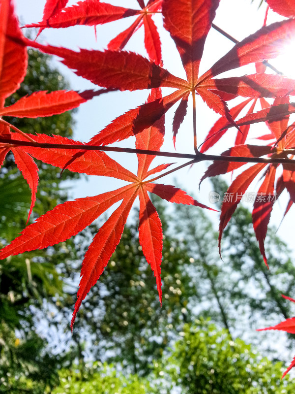 阳光下的红枫叶