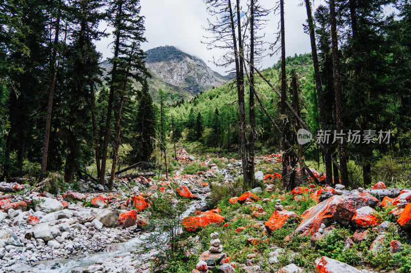 阿坝州四姑娘山长坪沟