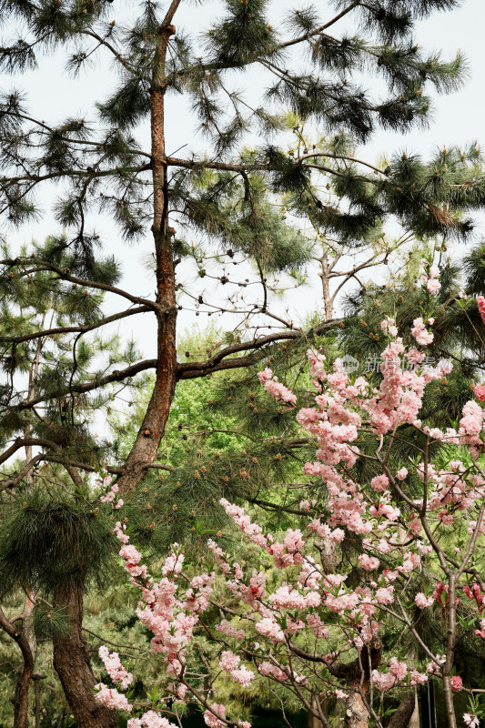 北京莲花池公园桃花