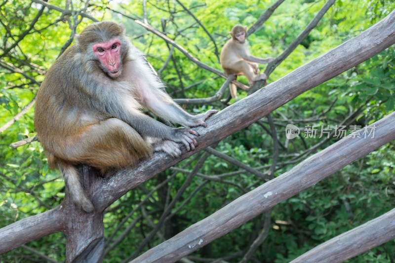 张家界天门山森林公园的野生猴子