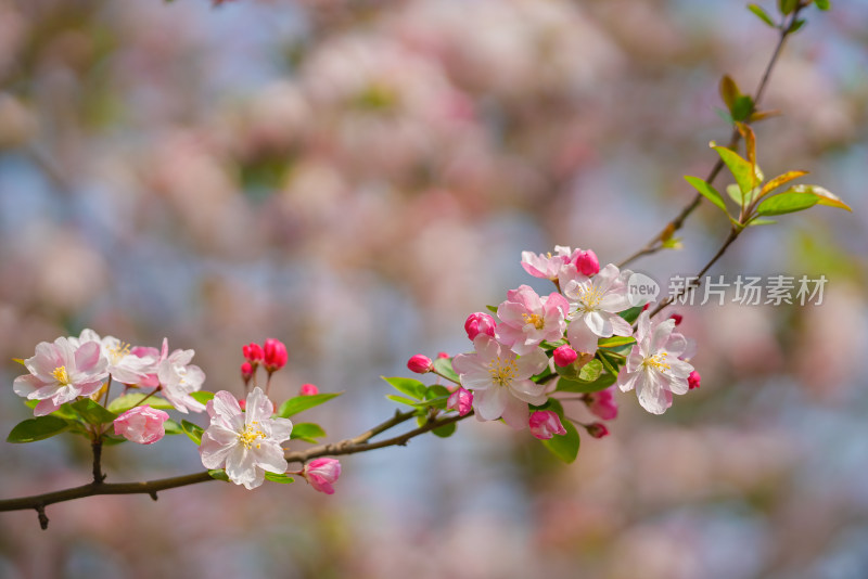 唯美海棠花