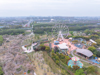 航拍上海宝山顾村公园樱花季樱花