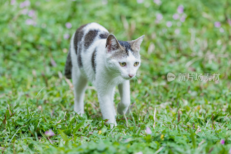 一只狸花猫