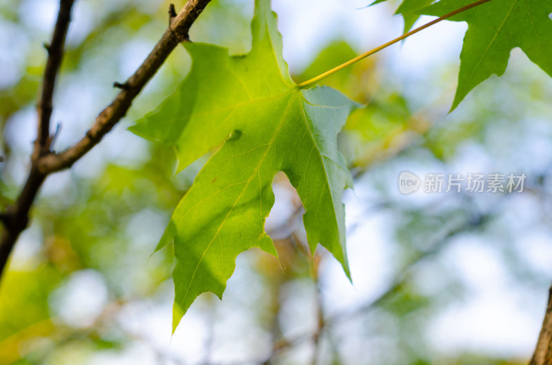 特写绿色枫叶枝叶