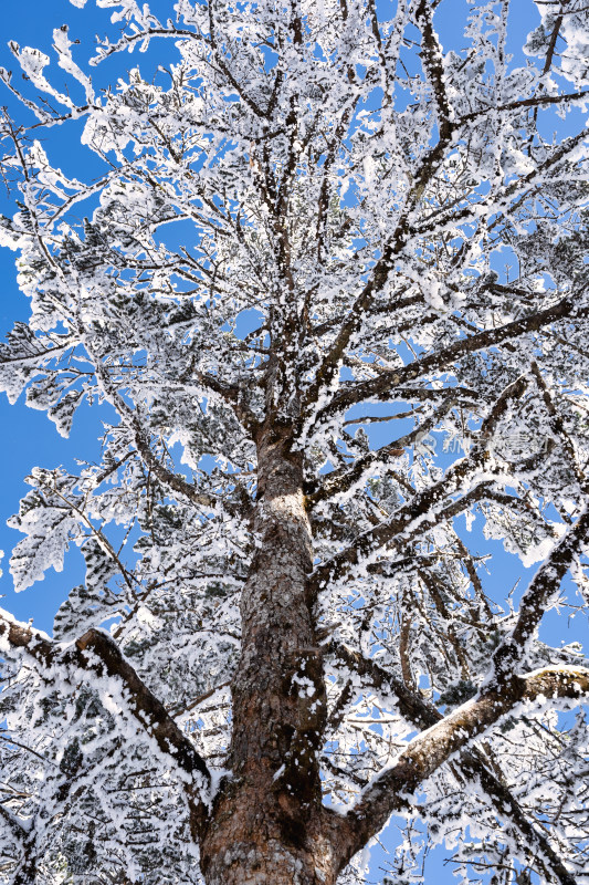 冬季成都西岭雪山的植被植物