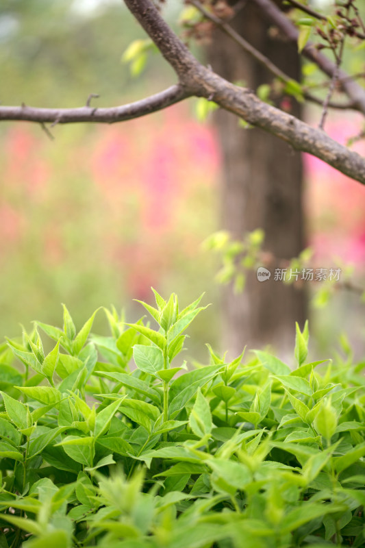 旺盛的绿植特写碧绿的叶子