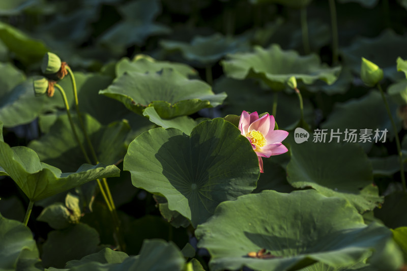 夏季公园荷塘荷叶丛中荷花特写