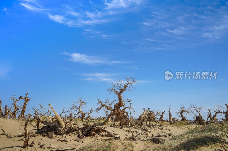 黑城弱水胡杨风景区，怪树林