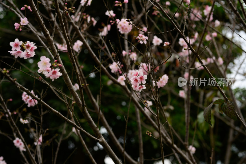 盛开的粉色樱花枝条