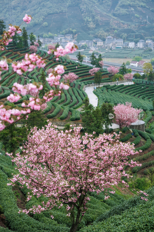 杭州富阳拔山村钱塘龙井茶园樱花树