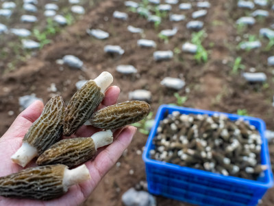 羊肚菌种植采收特色农业