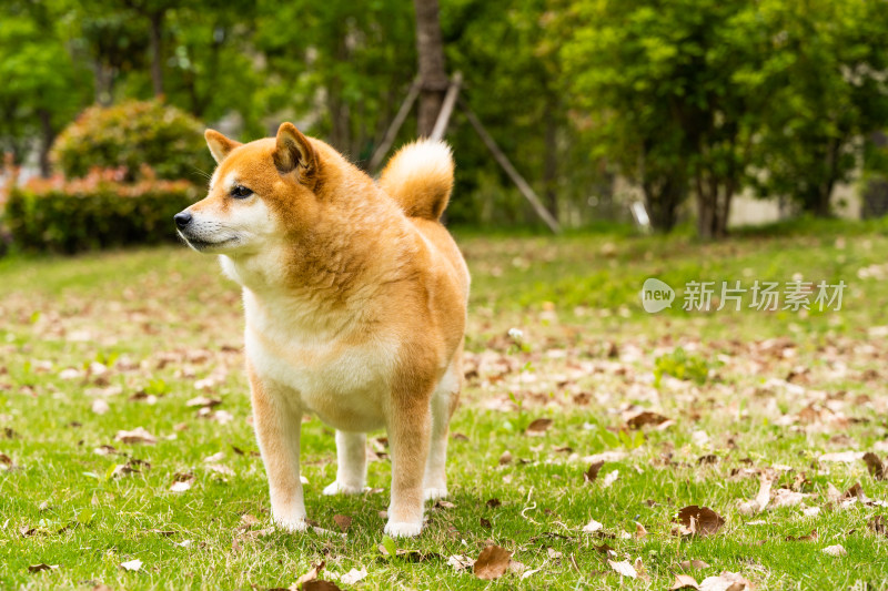 日可爱的本柴犬狗狗在公园草地上觅食