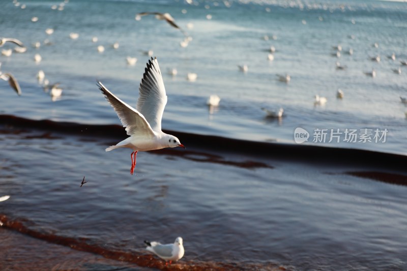 青岛 海边 海鸥 鸟