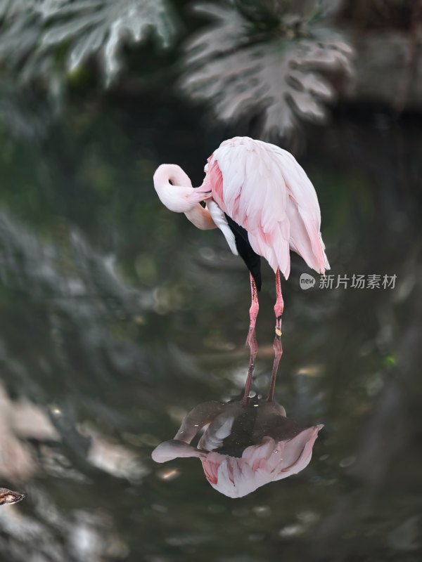 水中火烈鸟优雅姿态与倒影的和谐画面