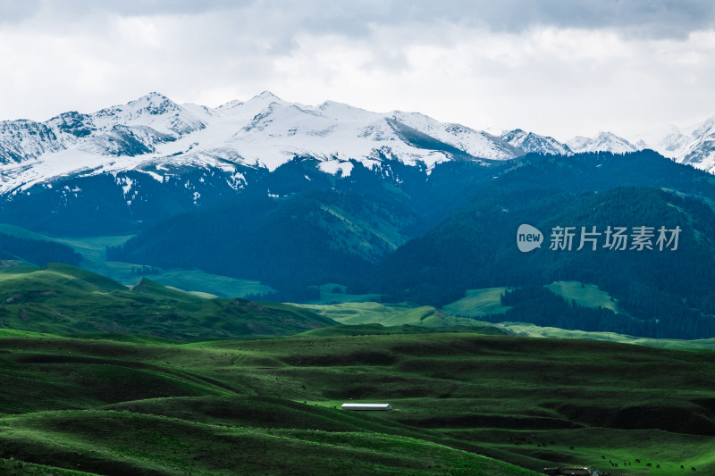 新疆伊犁琼库什台雪山森林草原风光